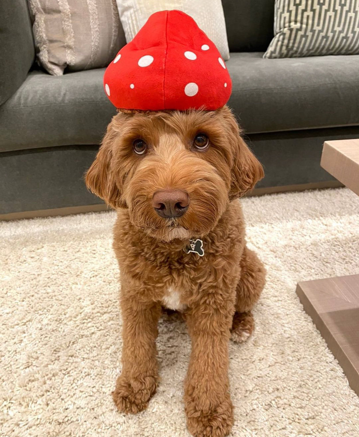 Mutt Mushroom