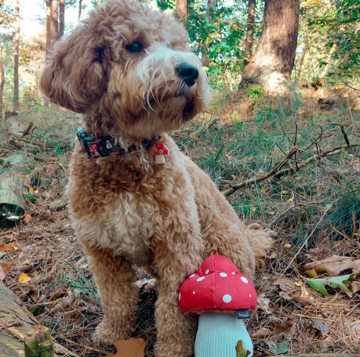 Mutt Mushroom